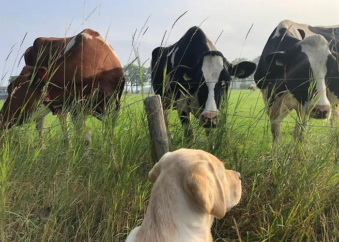 Brour&bos Bed and breakfast Laren (Gelderland)